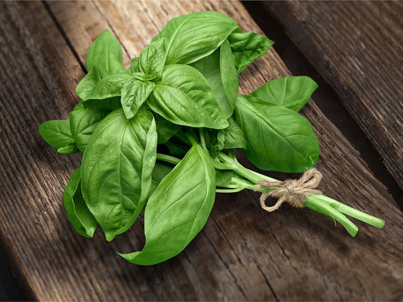 Basil Leaves