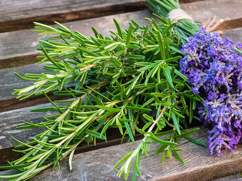 Bunch Fresh Lavender Rosemary