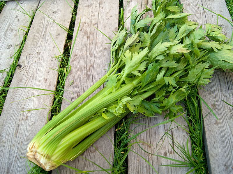 Celery Leaf