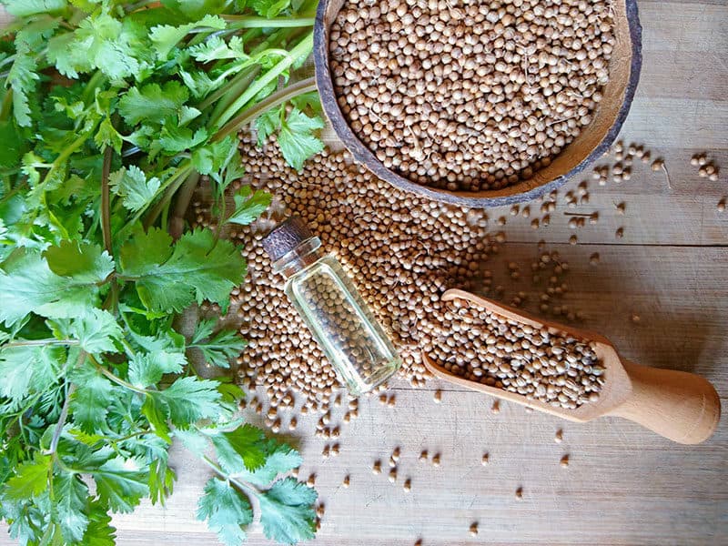 Coriander Seed Leaf on Wood