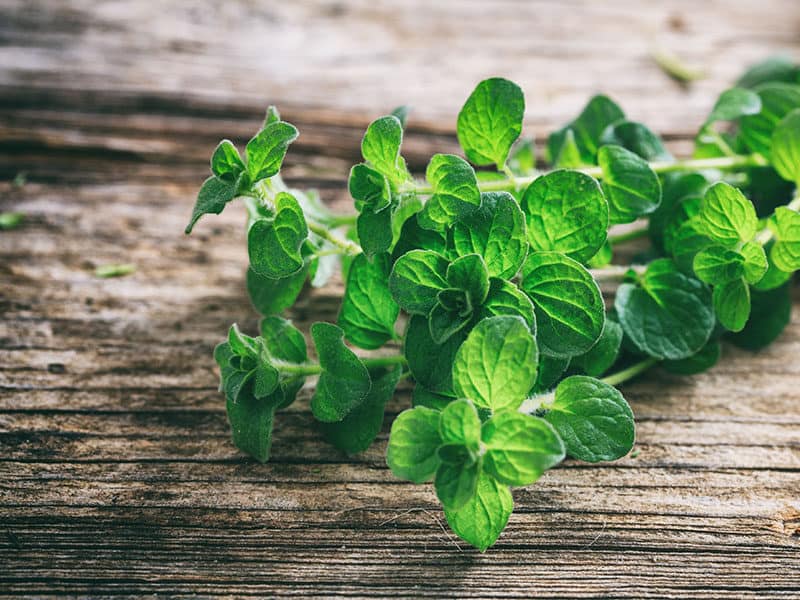 Fresh Oregano Leaves