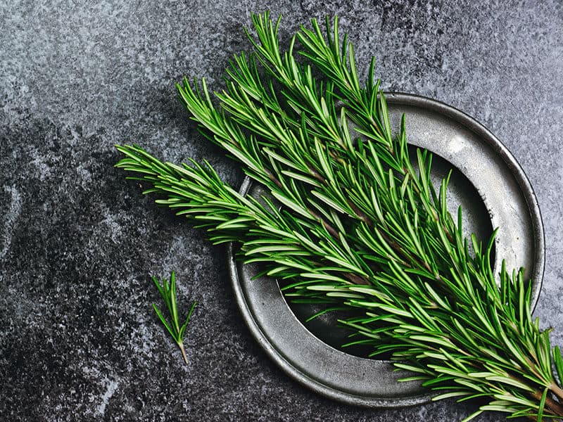 Fresh Rosemary Herb