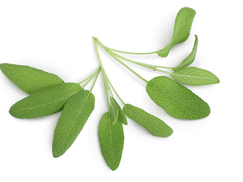 Sage Leaves