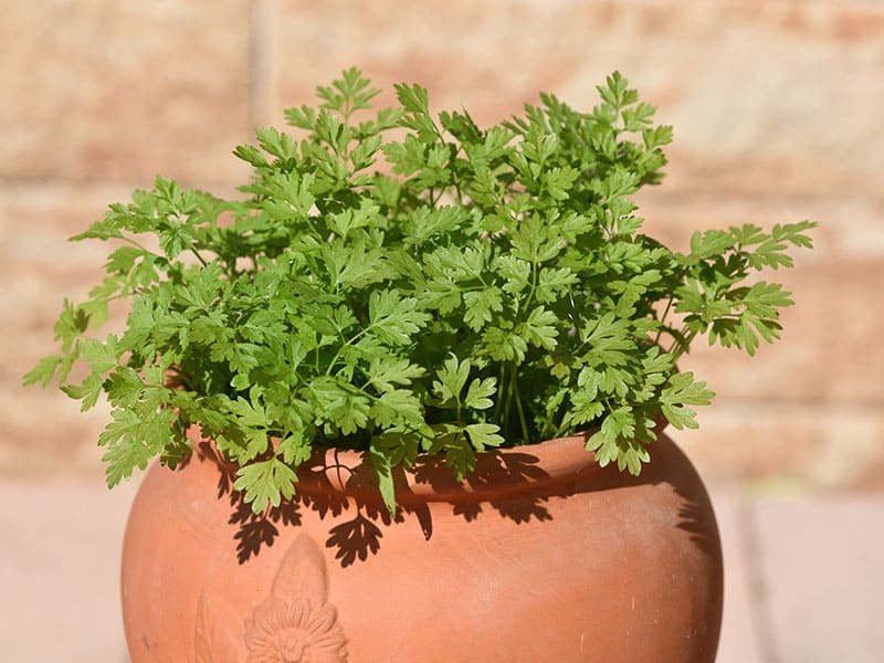 Chervil Anthriscus Cerefolium