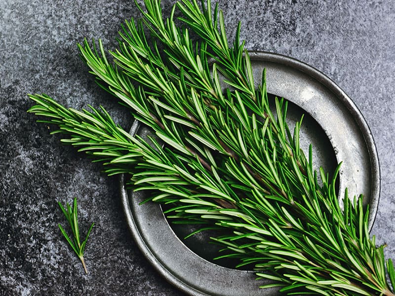 Fresh Rosemary Herb