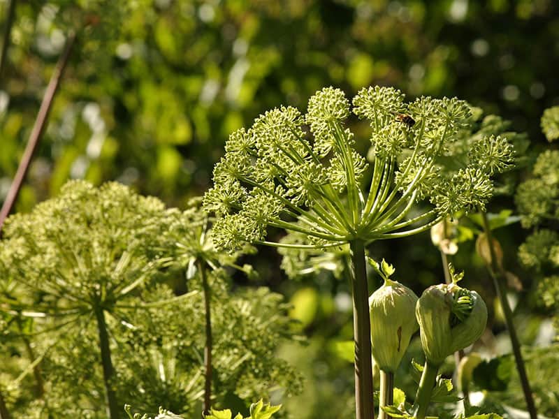 Garden Angelica Flowerstalk