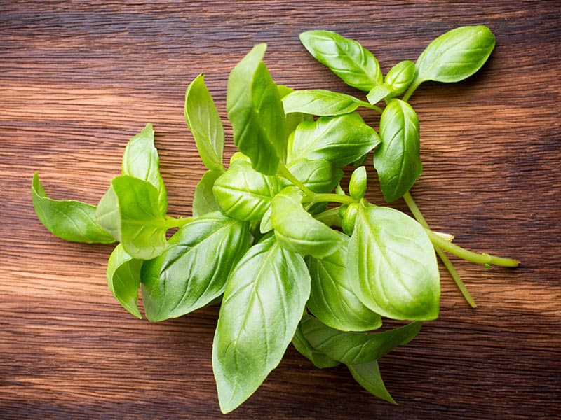 Green Fresh Basil