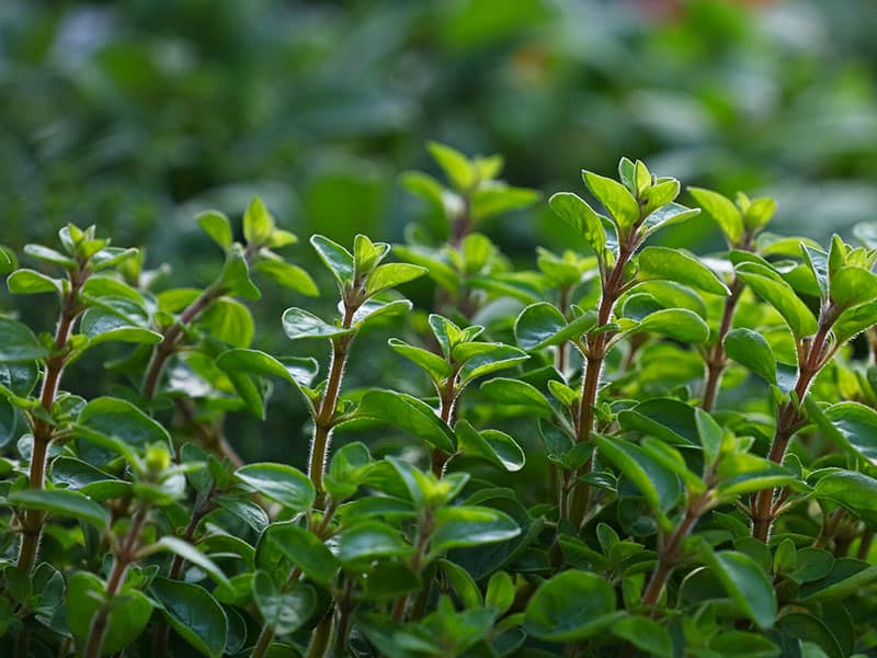 Sweet Marjoram Species