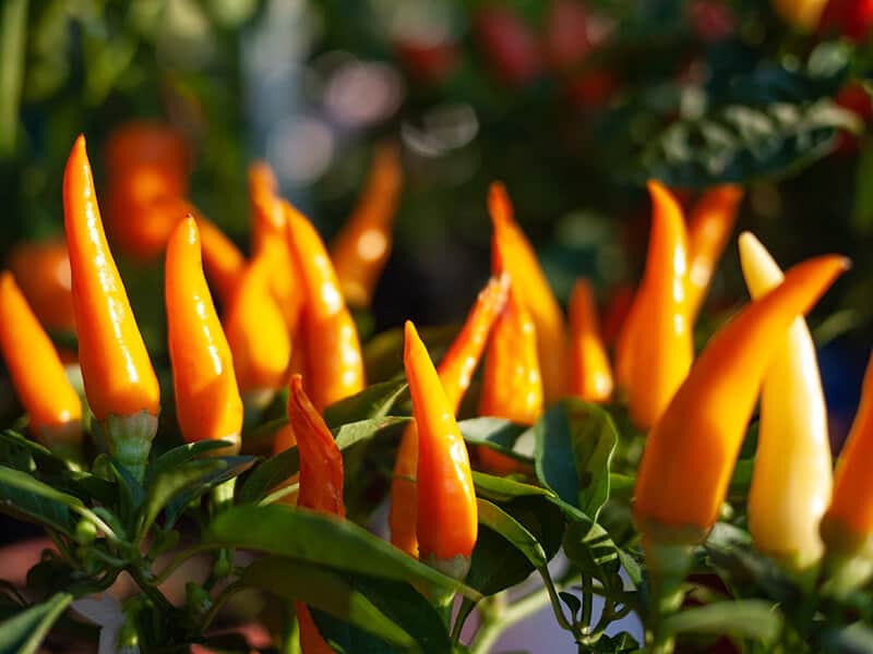 Aji Amarillo