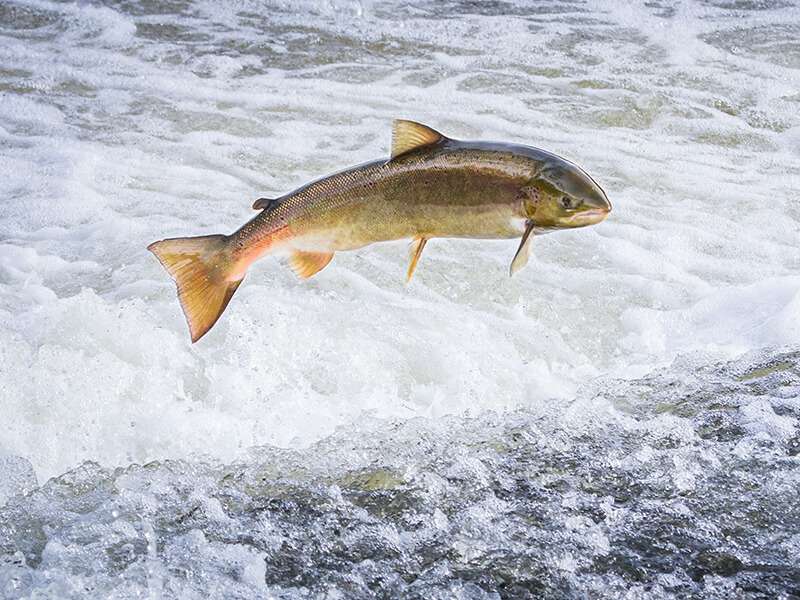 Atlantic Salmon