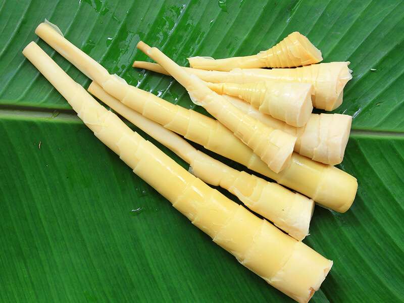 Bamboo Shoot