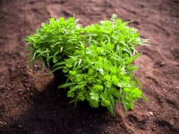 Chervil Substitutes