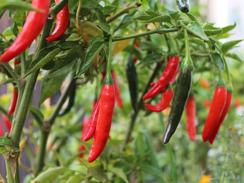 Chilli Plant