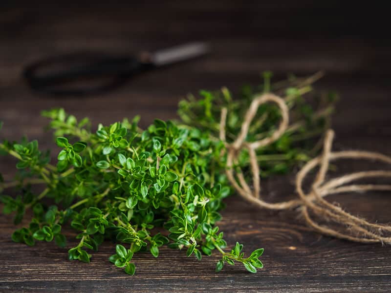 Closeup Thyme