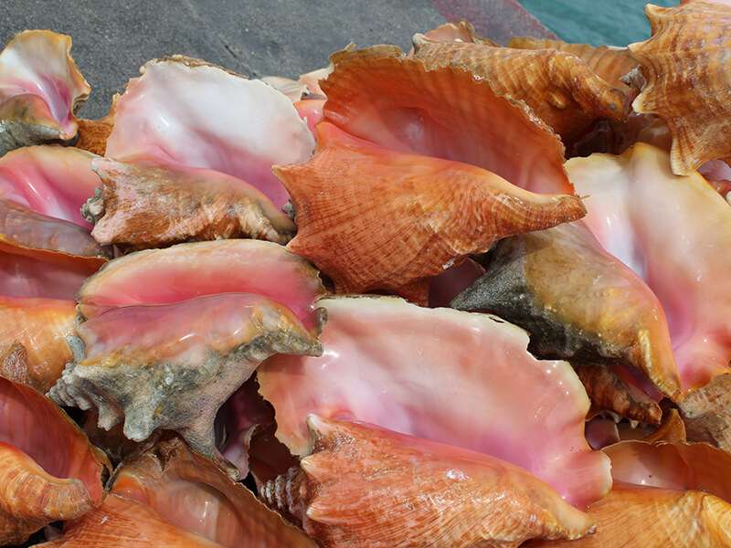 Conch Shells