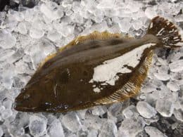 Flounder