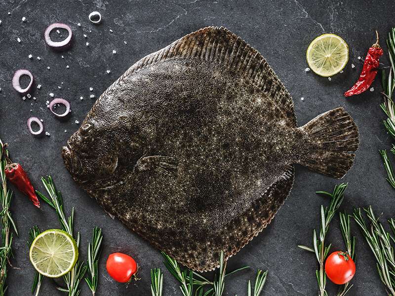 Flounder Fish