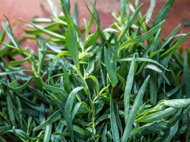 French Tarragon