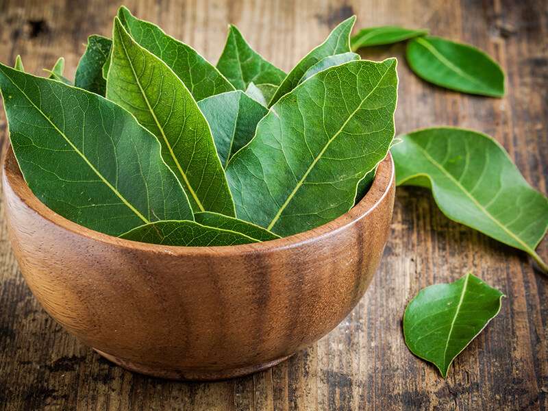 Fresh Bay Leaves