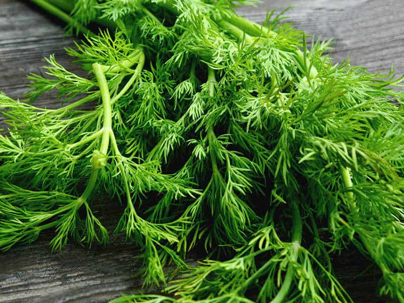 Fresh Dill On Wooden