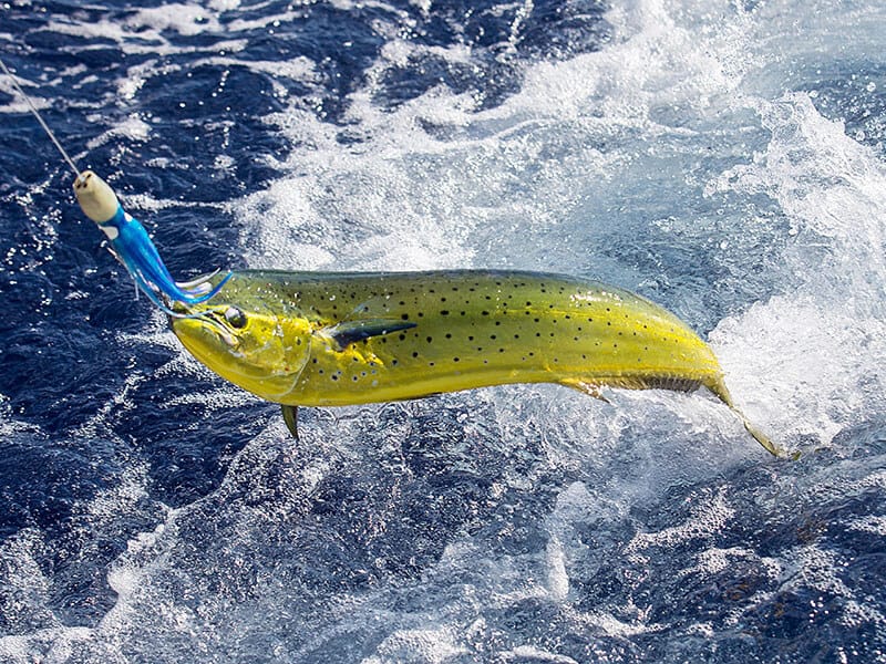 Fresh Mahi