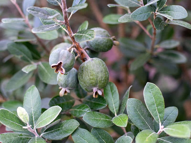 Green Pineapple Guavas