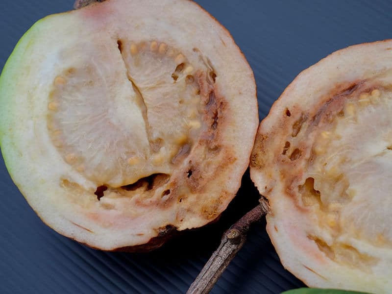 Guava Spoil Quickly