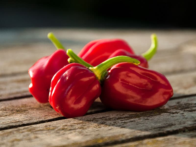 Habanero Pepper