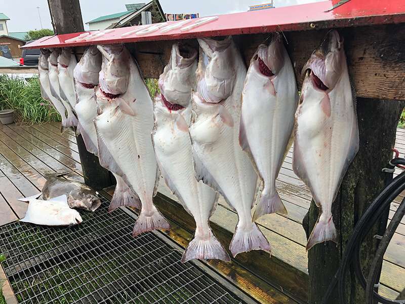 Halibut Fish