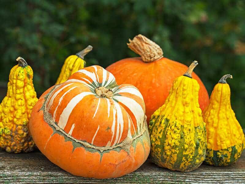 Halloween Pumpkins