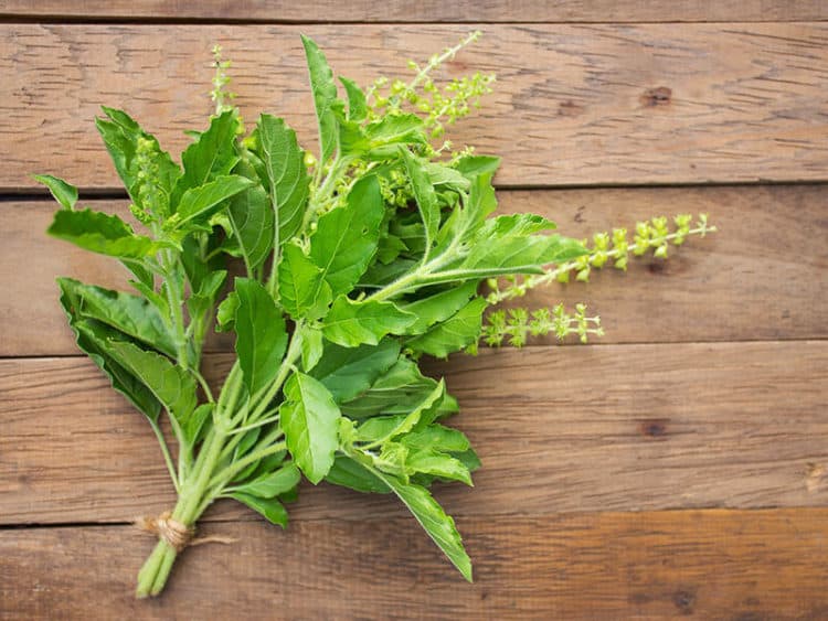 11 Decent Thai Basil Substitutes For Your Dishes 2023