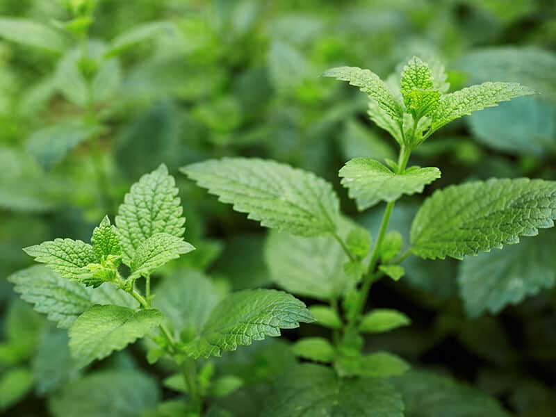 Lemon Balm