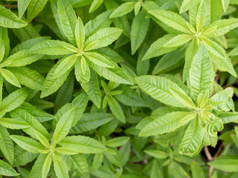 Lemon Verbena