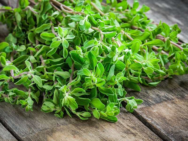 Marjoram