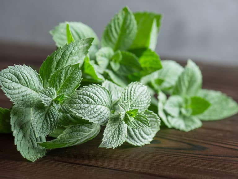 11 Decent Thai Basil Substitutes For Your Dishes 2023