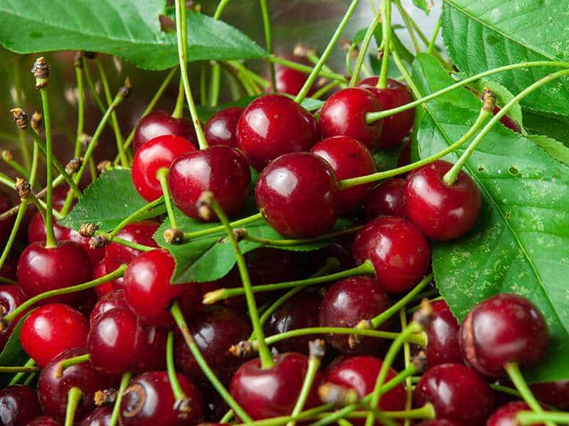 Morello Cherries