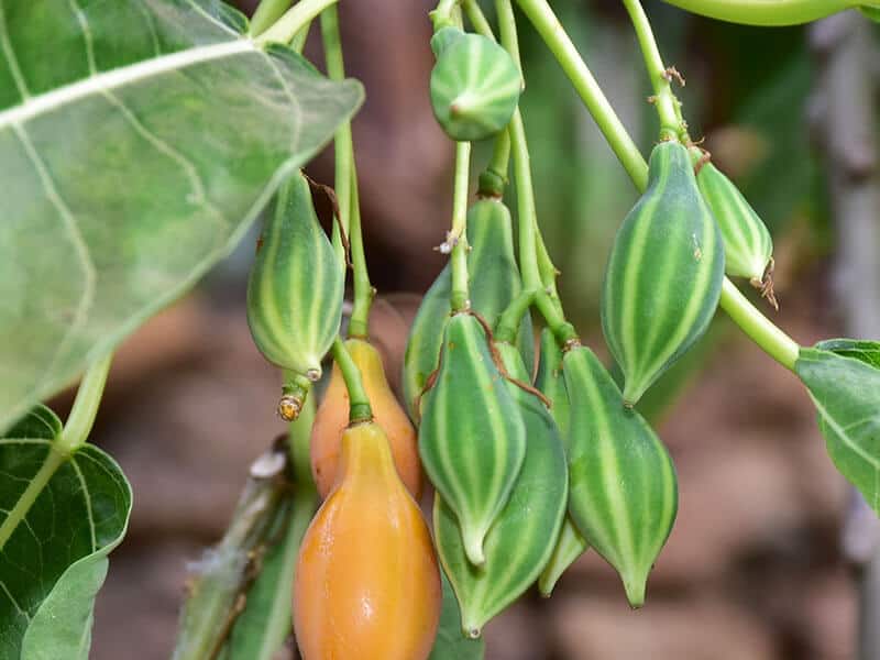 Oak Leaved Papaya