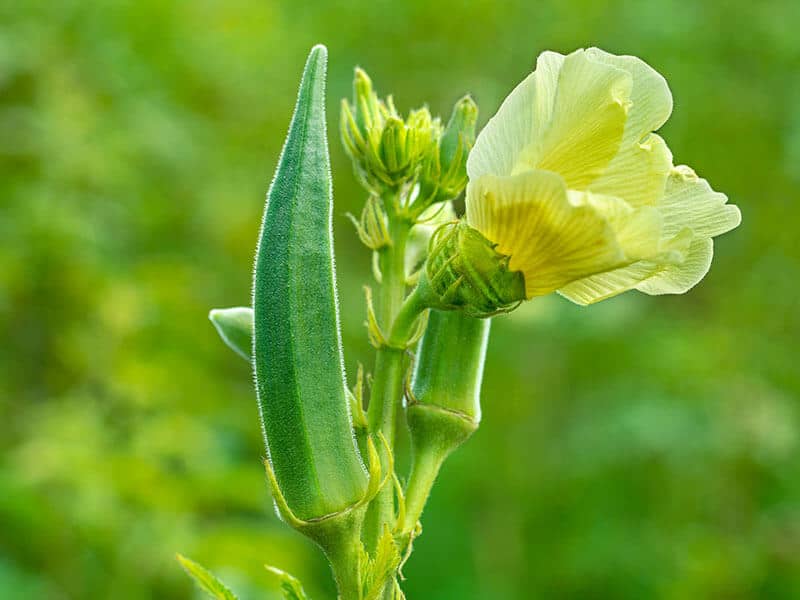Okra Plant