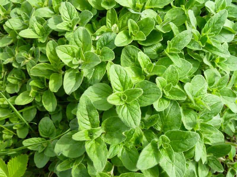 Oregano Bright