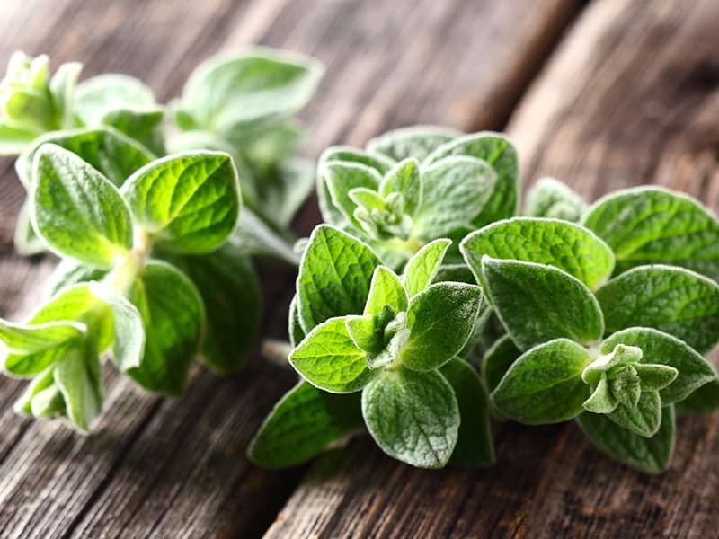 Oregano Plants