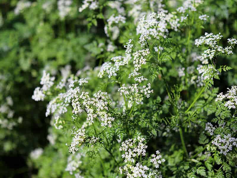 Organic Fresh Chervil Growing