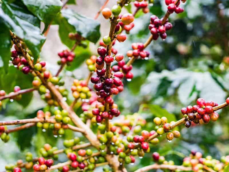 Plantation Coffee Beans