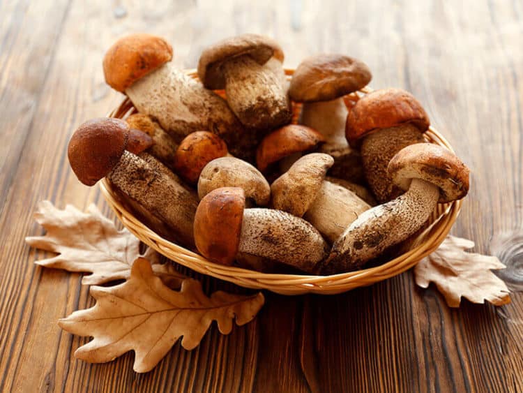 10+ Cremini Mushrooms Substitutes Will Blow Your Mind 2023