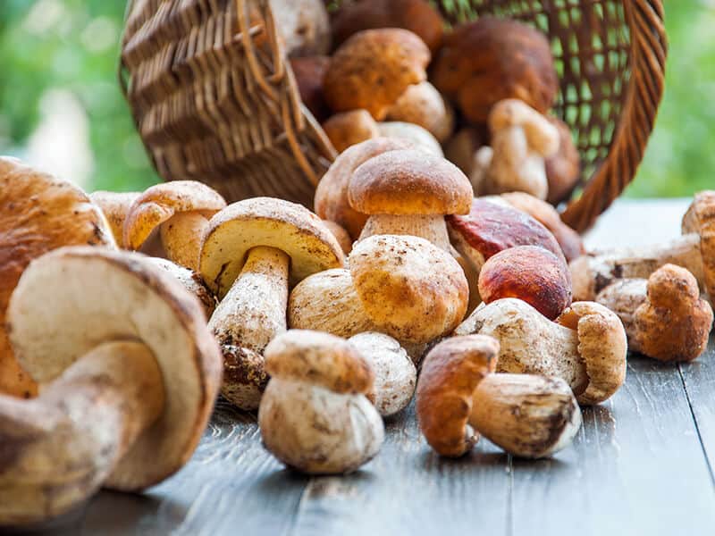 Porcini Mushrooms