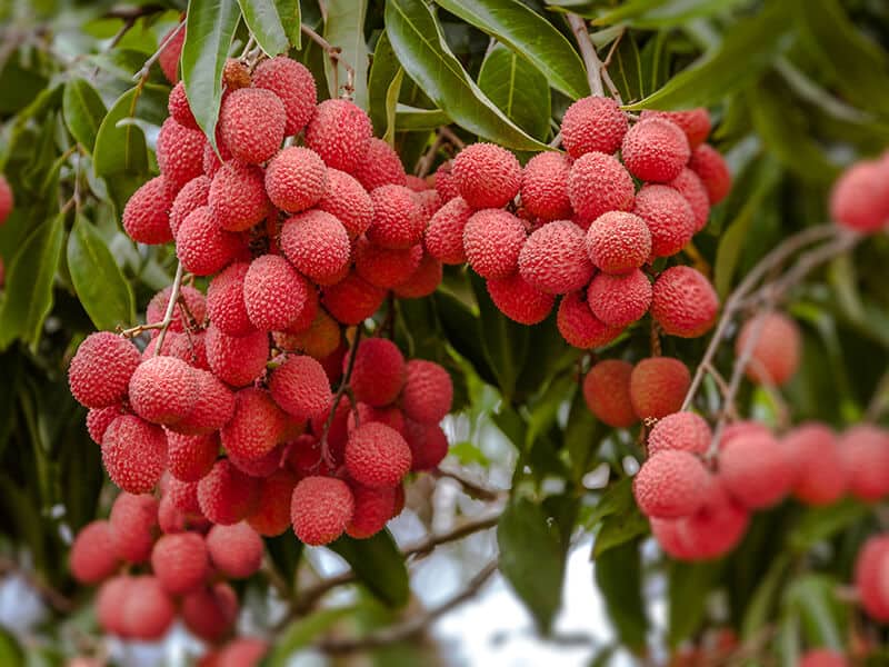 Ripe Lychee