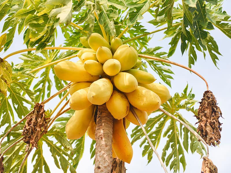 Ripe Papaya Fruits