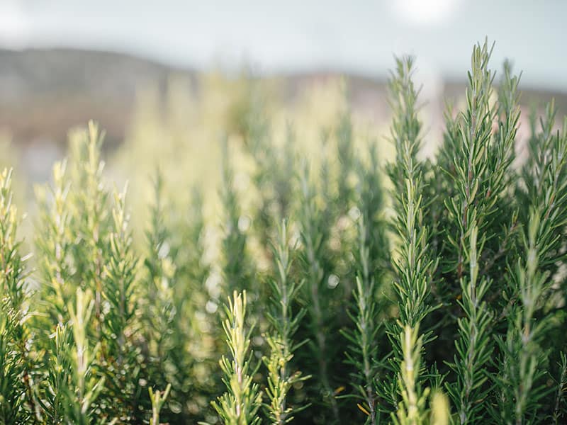 Rosemary Field Sunlight Fresh