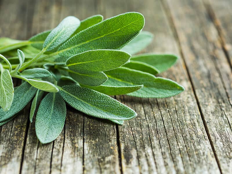 Sage Leaves