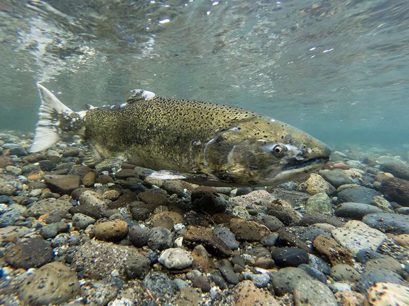 Salmon Spawning