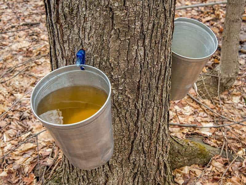 Sap Maple Trees